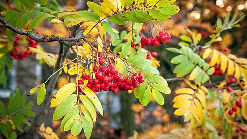 Schöne Herbstferien Schöne Herbstferien